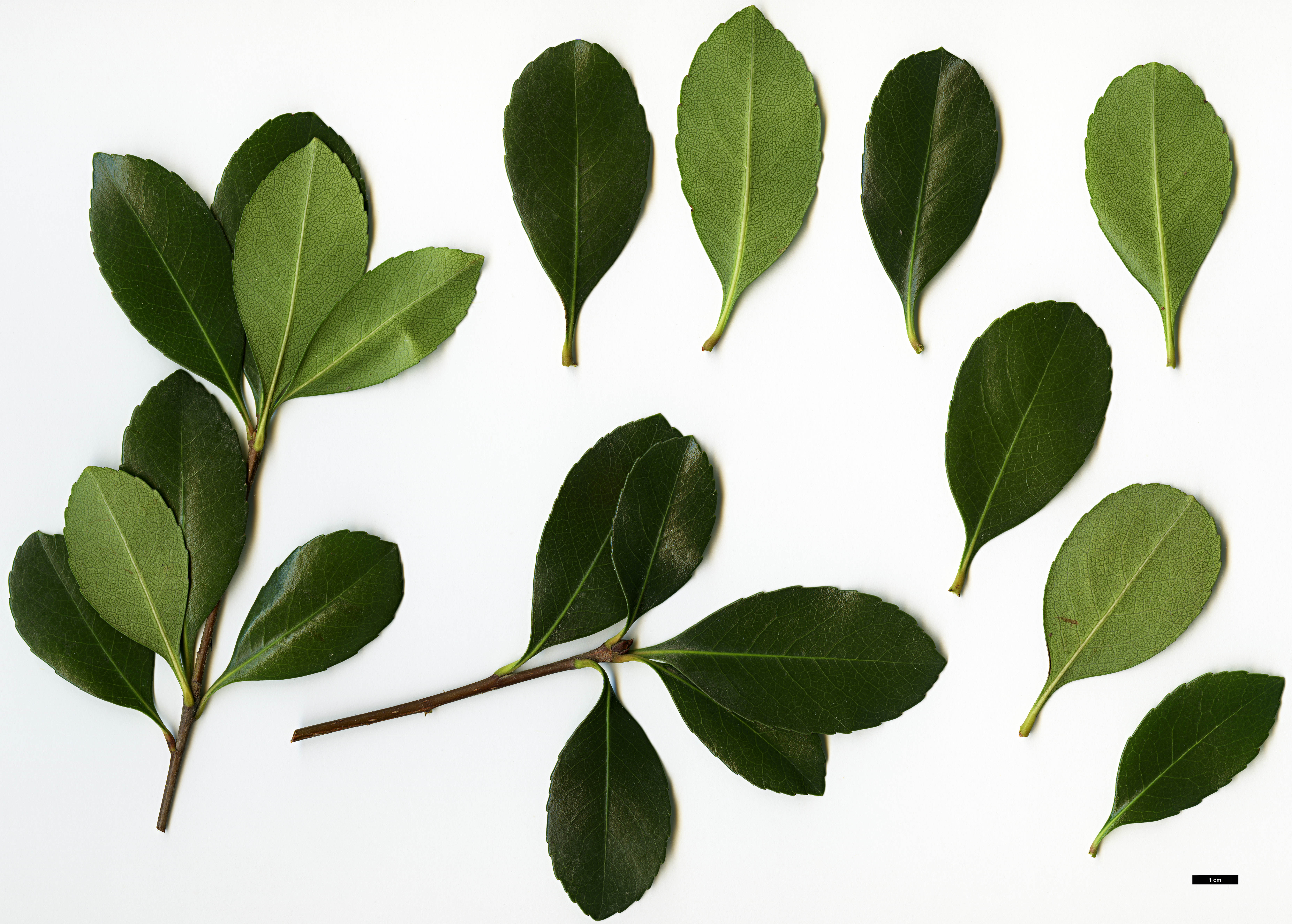 High resolution image: Family: Rosaceae - Genus: Rhaphiolepis - Taxon: ×delacourii (R.indica × R.umbellata)